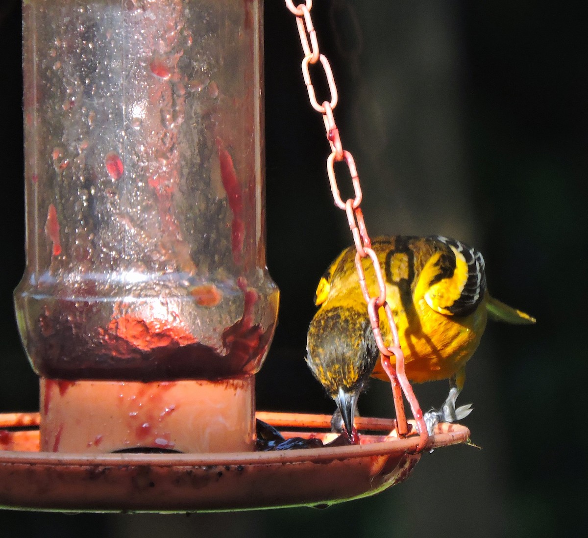 Baltimore Oriole - Eric Michael