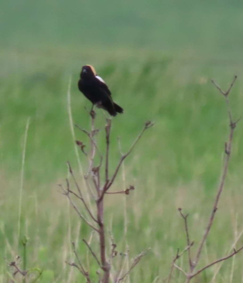 Bobolink - Richard Bradley