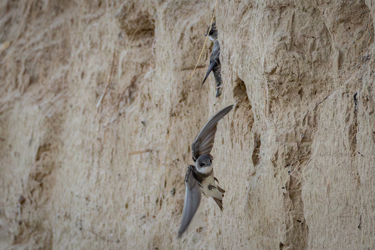 Bank Swallow - Michael Warner