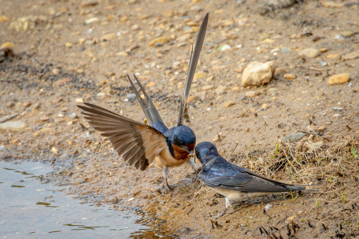 Barn Swallow - Michael Warner