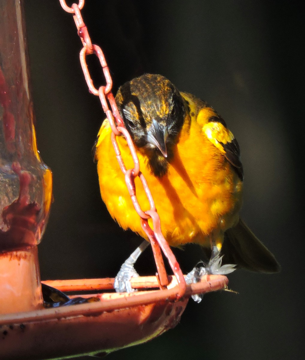 Baltimore Oriole - Eric Michael