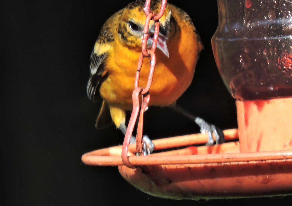 Baltimore Oriole - ML619543887