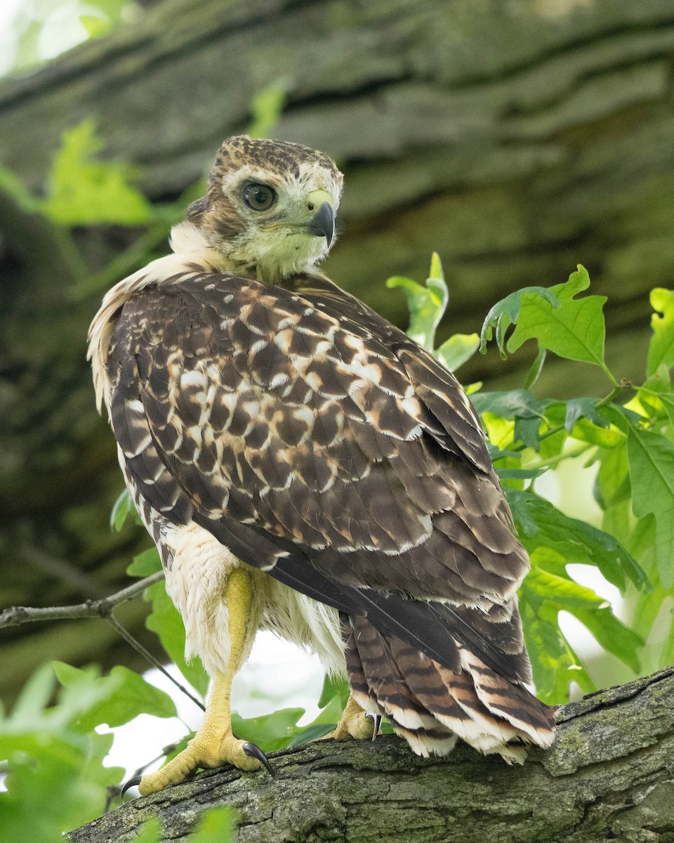 Red-tailed Hawk - ML619543888