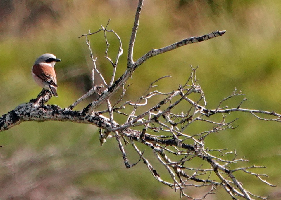 Red-backed Shrike - Diane Drobka