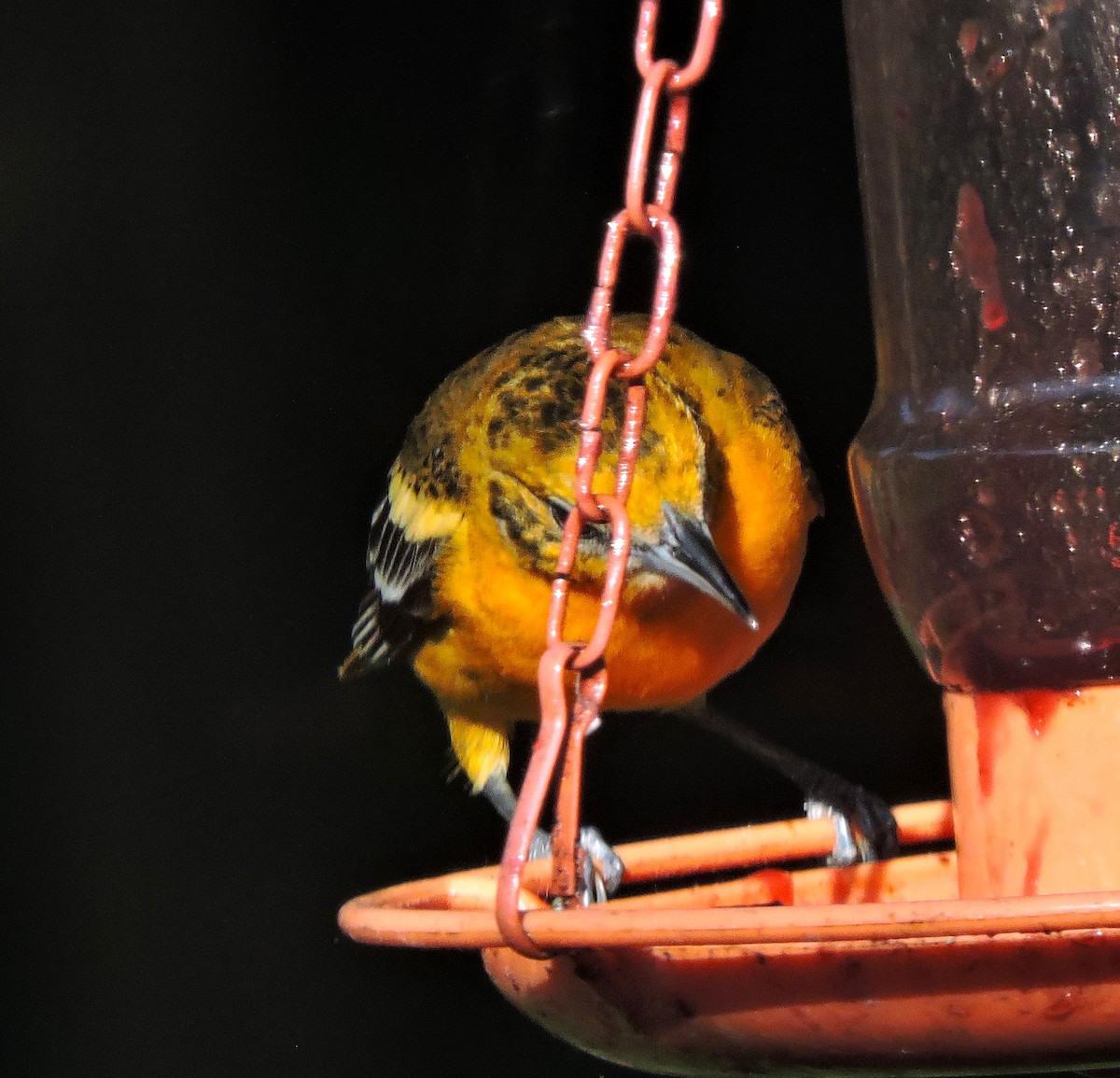 Baltimore Oriole - ML619543893