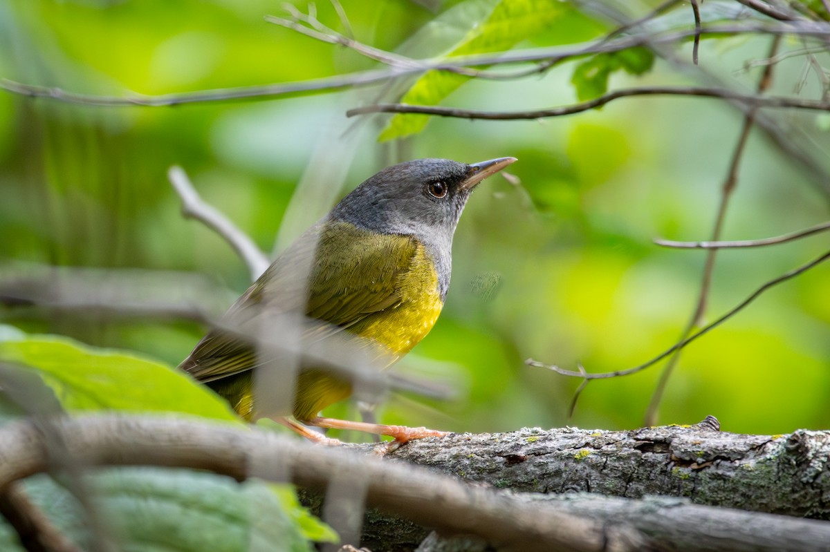 Mourning Warbler - Michael Warner