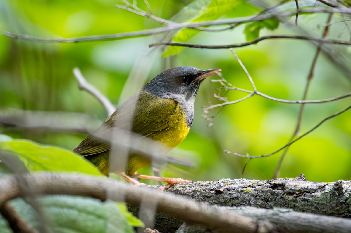 Mourning Warbler - Michael Warner