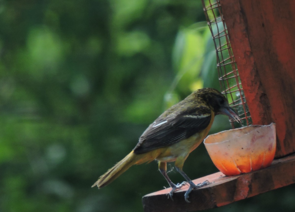 Baltimore Oriole - Eric Michael