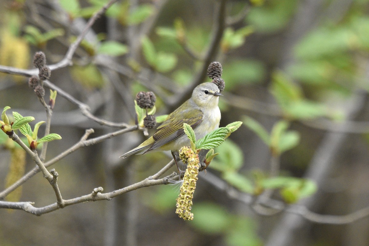 Tennessee Warbler - Devin Johnstone