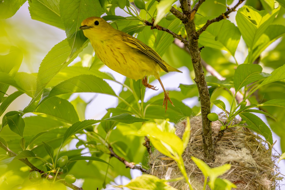 Yellow Warbler - Michael Warner