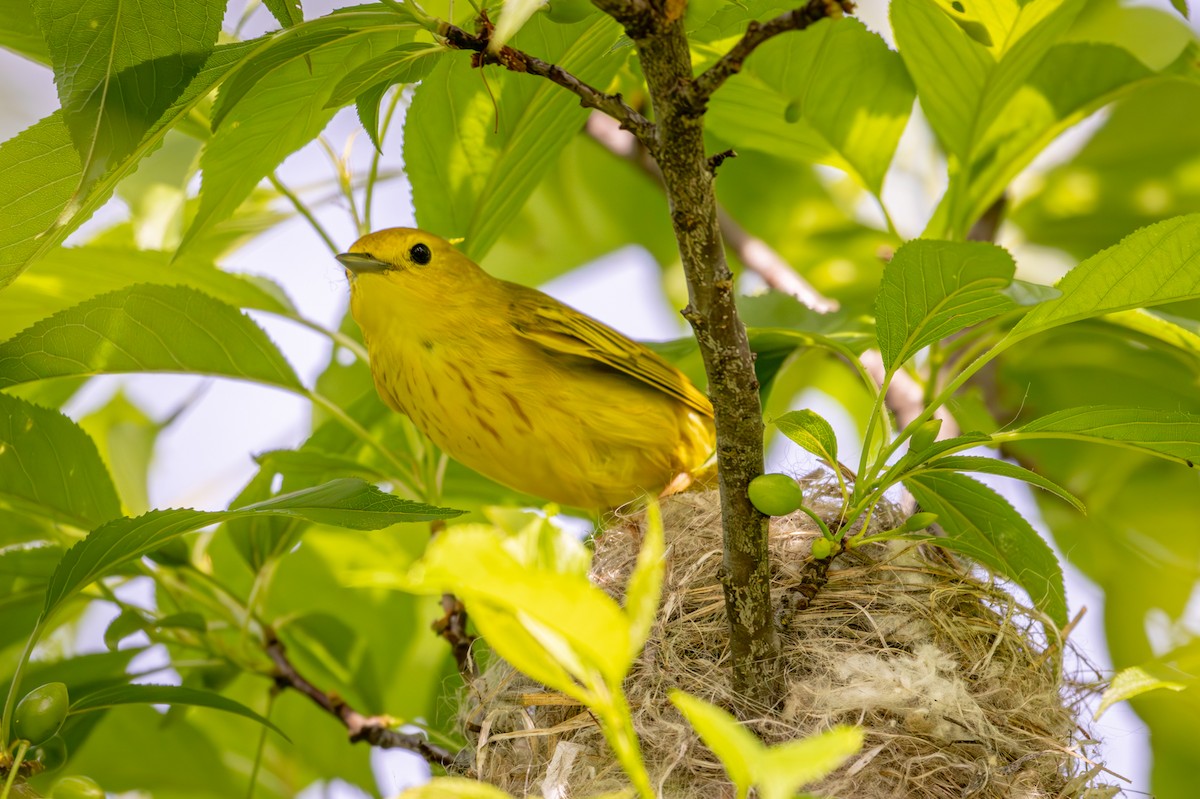 Yellow Warbler - Michael Warner