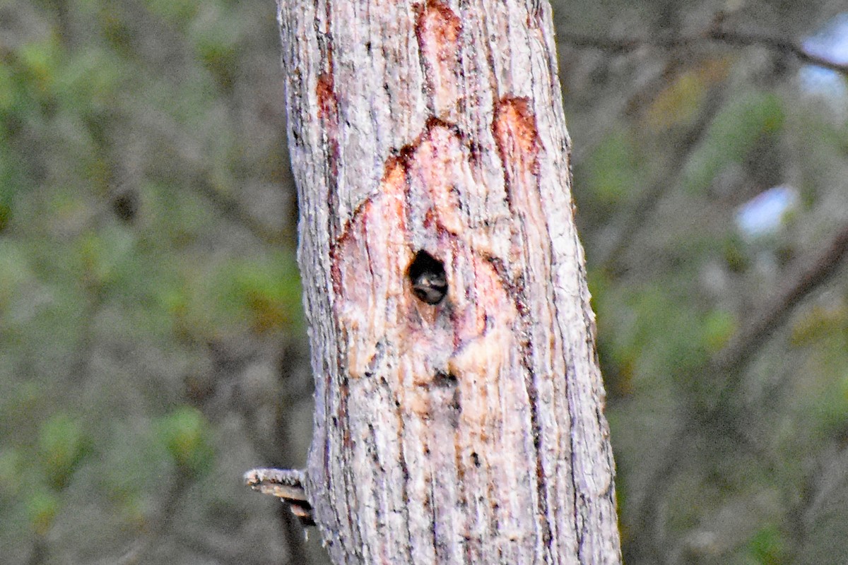 Red-cockaded Woodpecker - Pamela Scrima