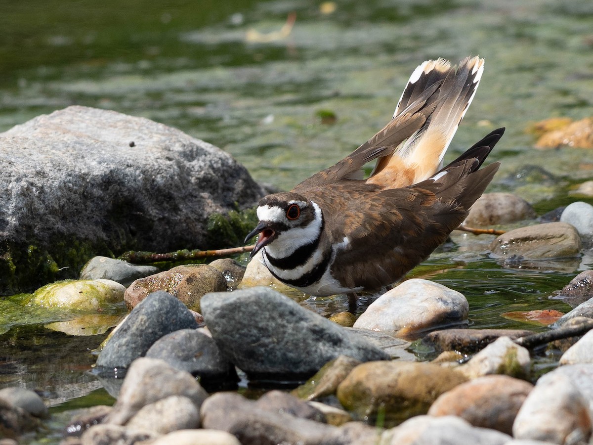 Killdeer - ML619543914