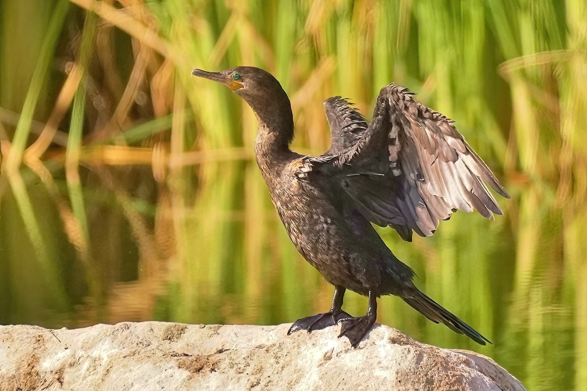 Neotropic Cormorant - Joanne Kimura