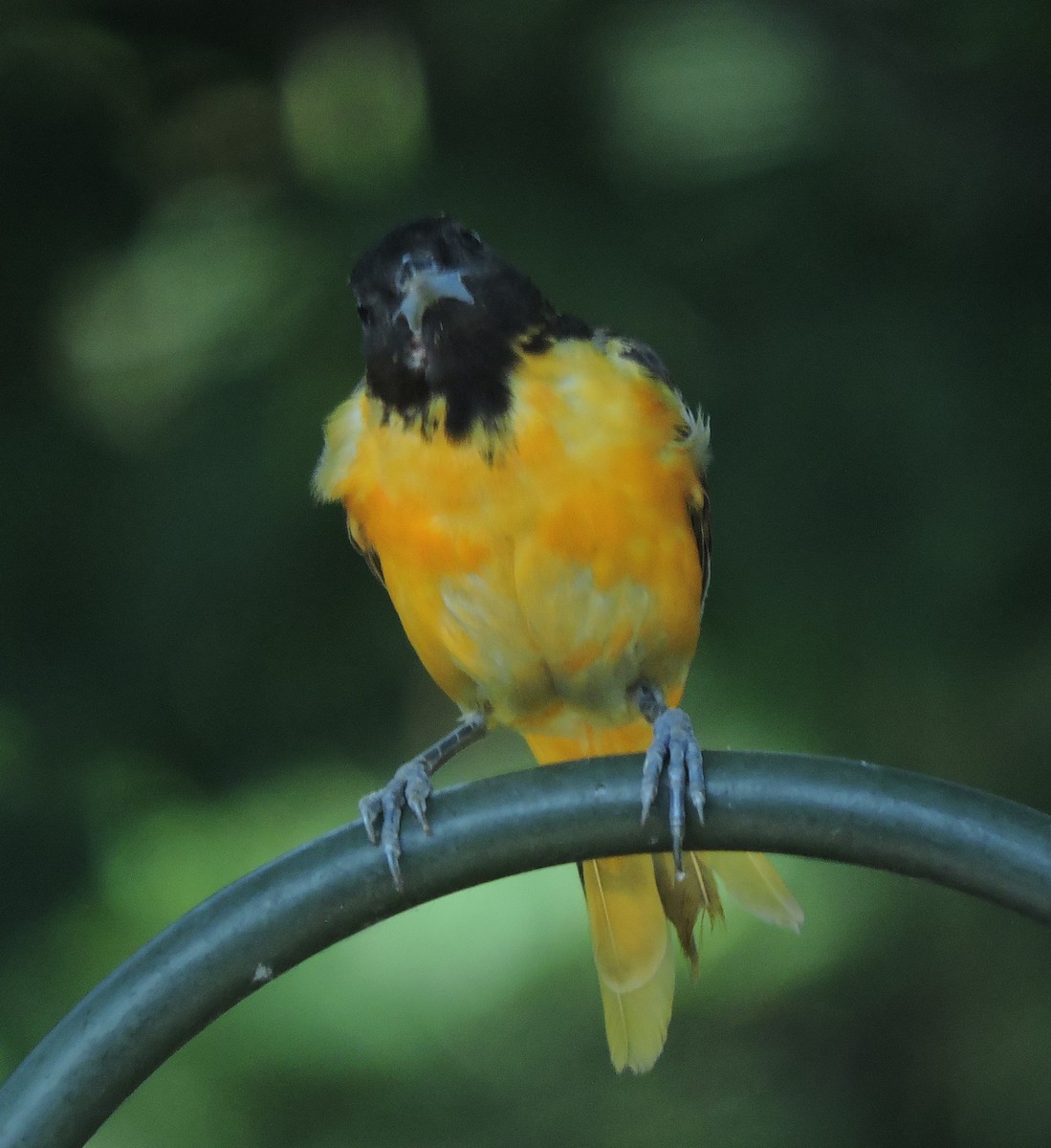 Baltimore Oriole - Eric Michael