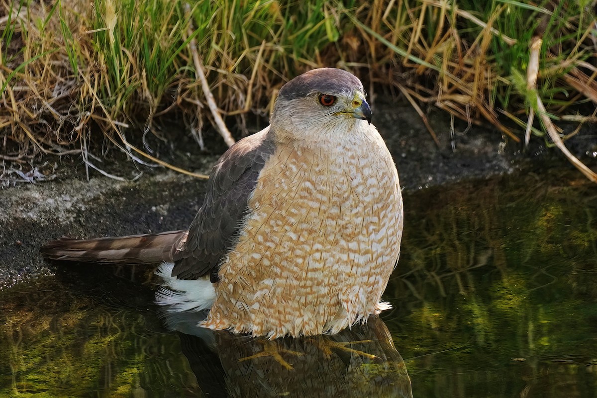 Cooper's Hawk - Joanne Kimura