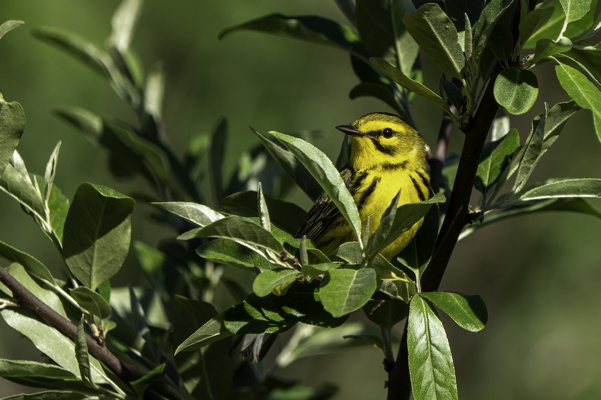 Prairie Warbler - Ben Nieman