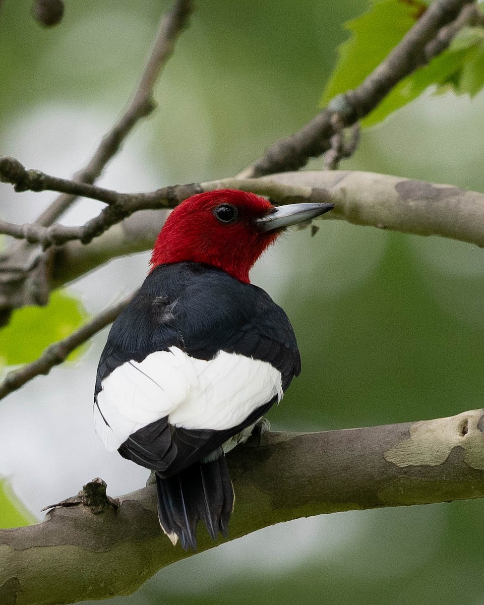 Red-headed Woodpecker - Rad Widmer