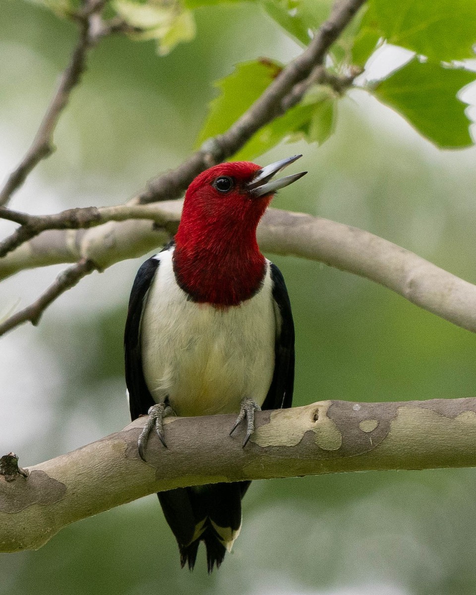 Red-headed Woodpecker - Rad Widmer