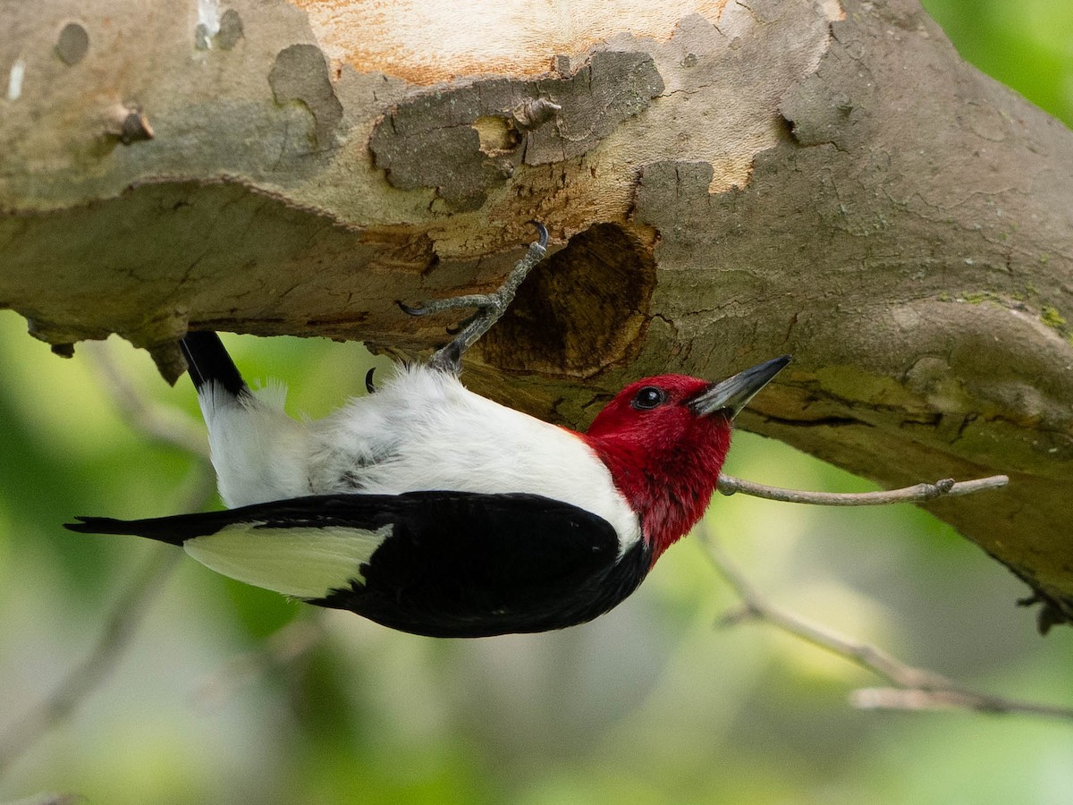 Red-headed Woodpecker - Rad Widmer