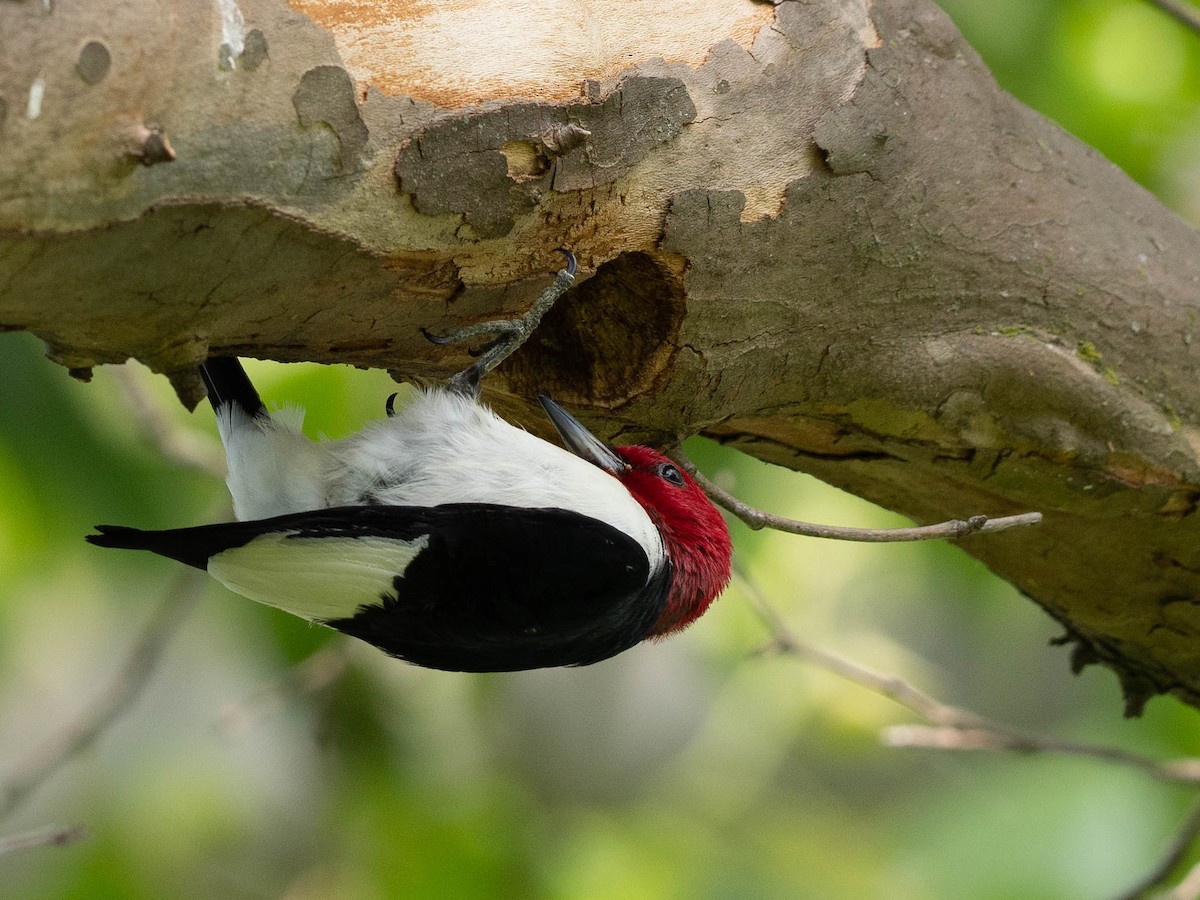 Red-headed Woodpecker - Rad Widmer