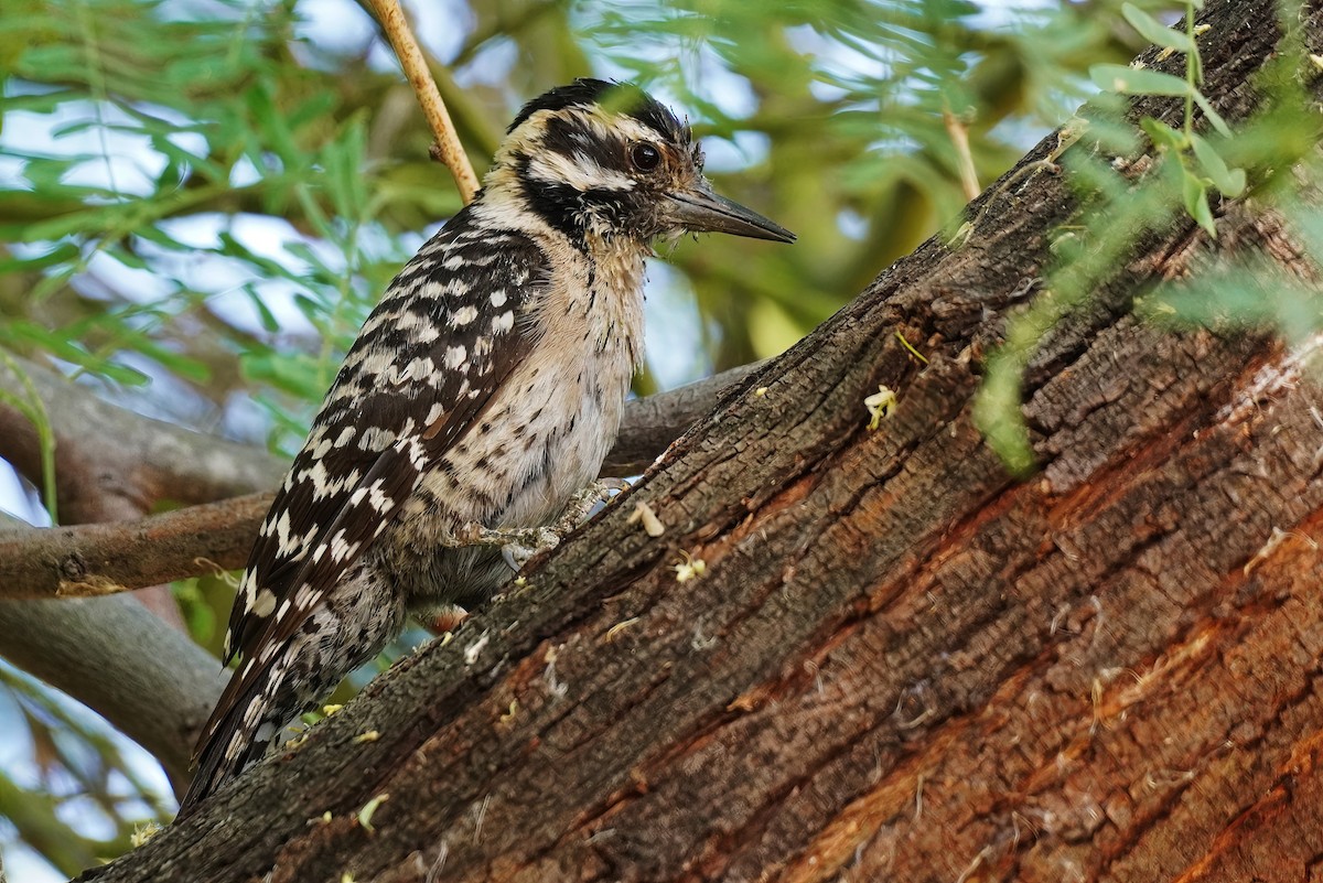 Ladder-backed Woodpecker - Joanne Kimura