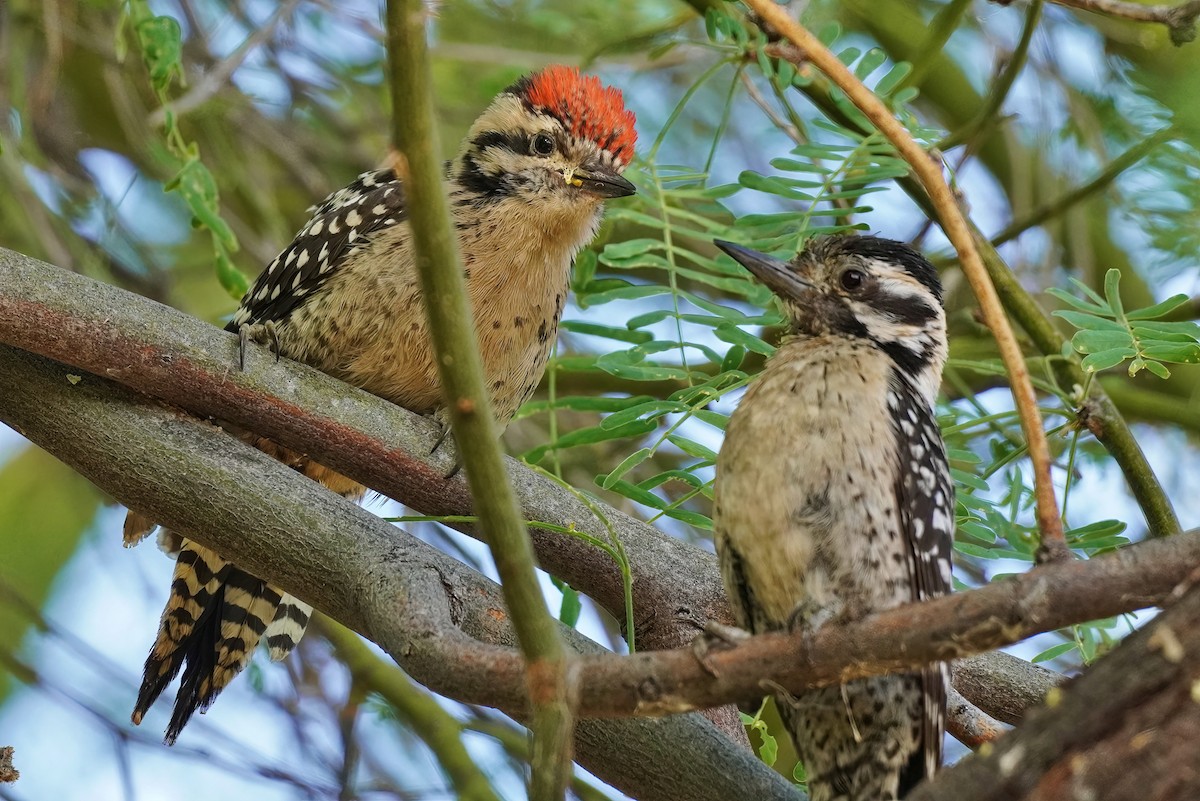 Ladder-backed Woodpecker - Joanne Kimura