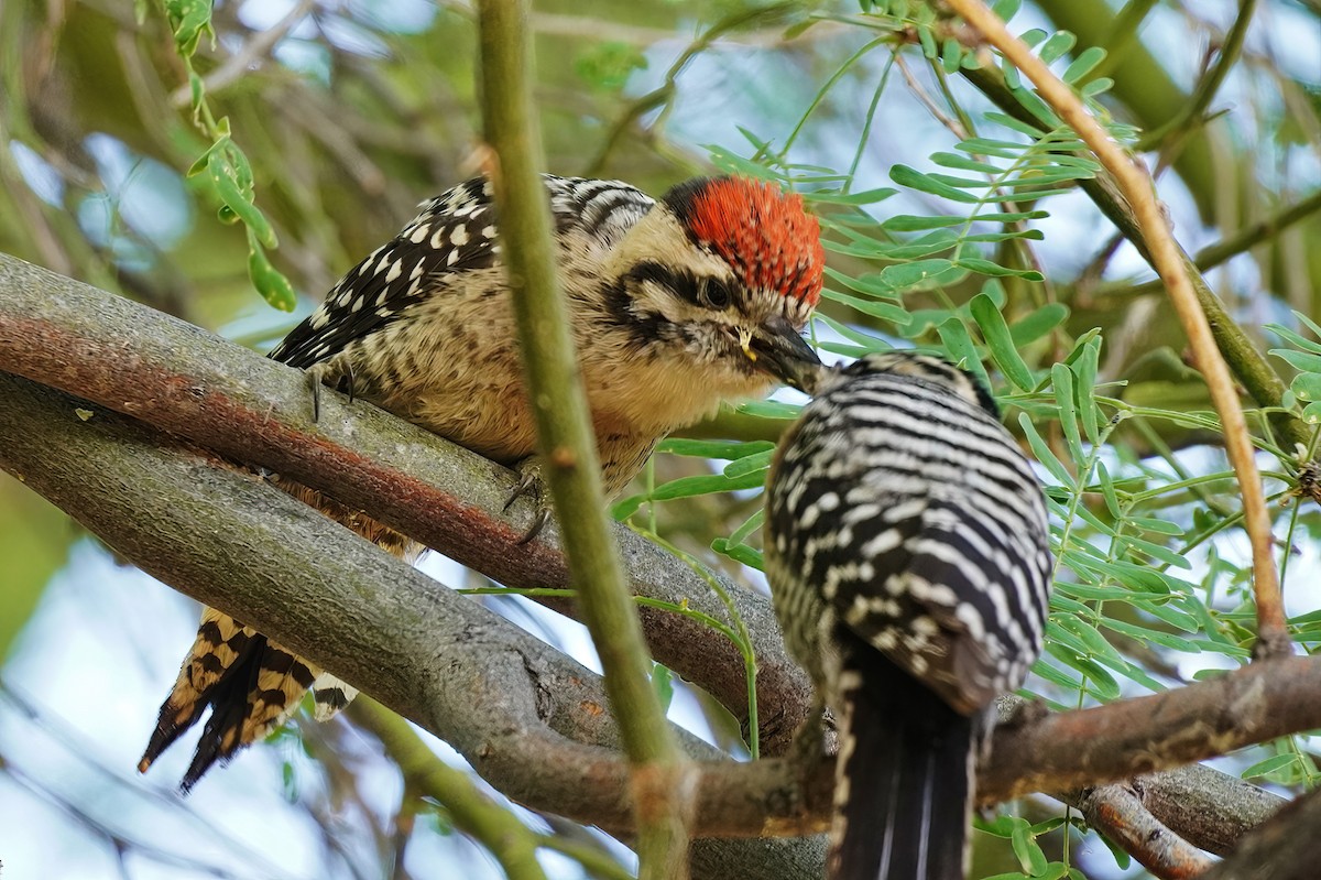 Ladder-backed Woodpecker - Joanne Kimura