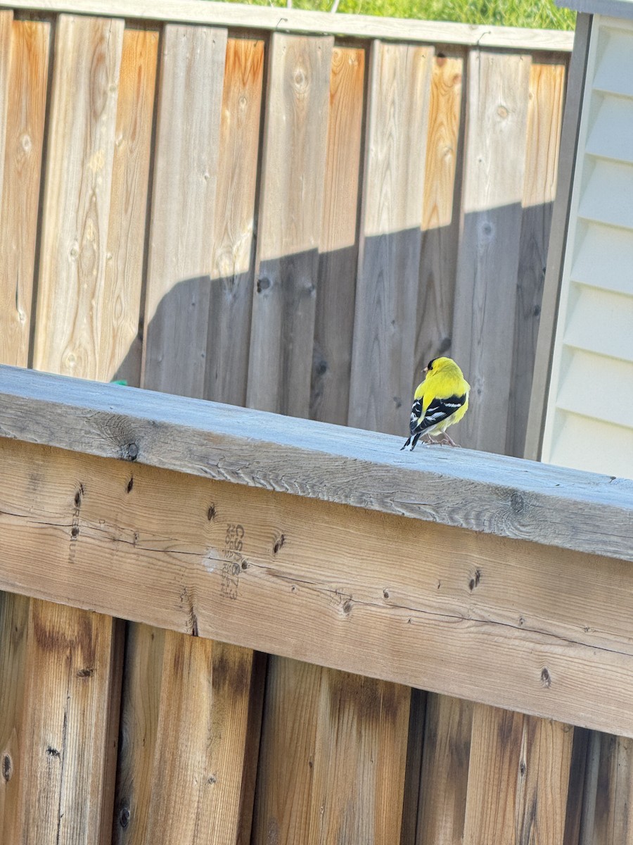 American Goldfinch - ML619543956