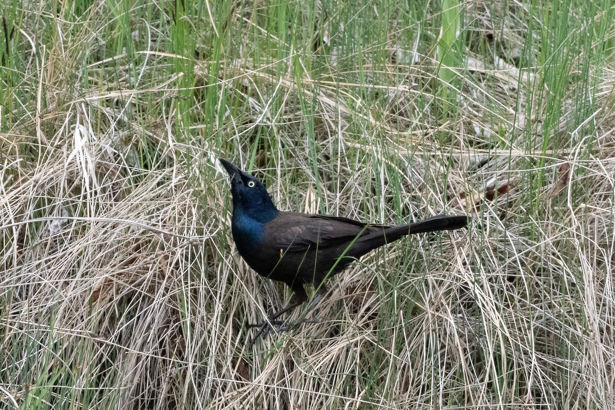 Common Grackle - Peter North