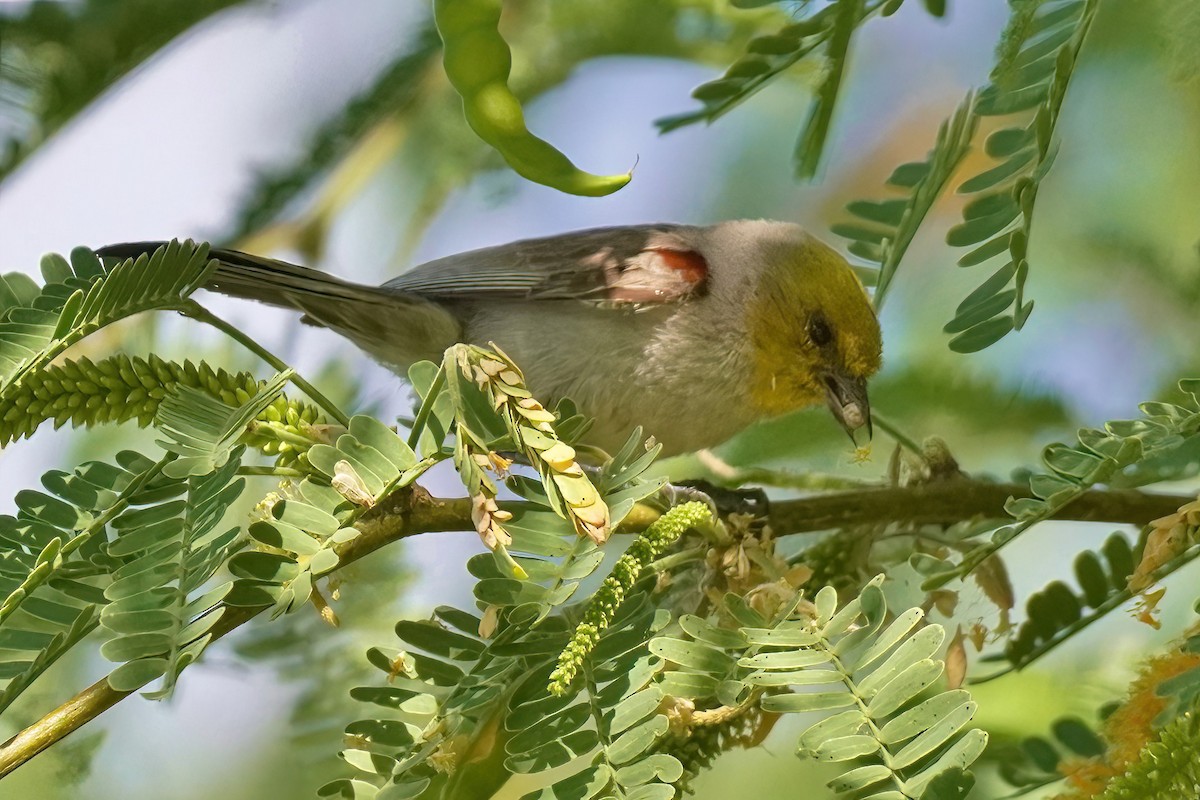 Verdin - Joanne Kimura