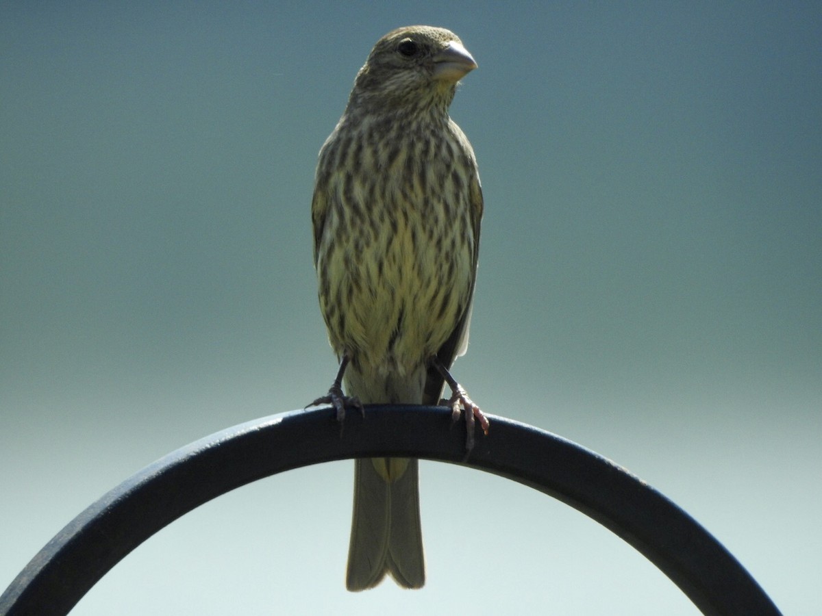 House Finch - Anita Hooker