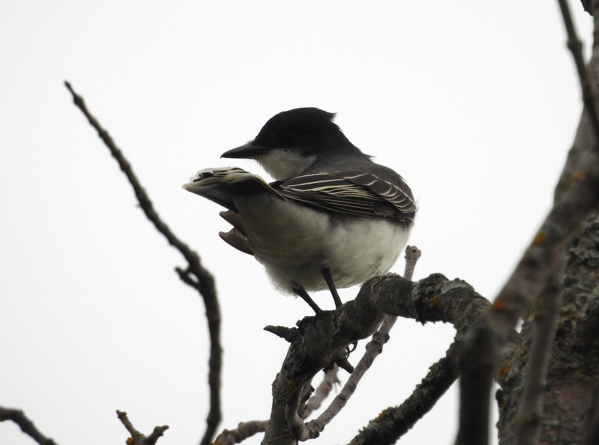 Eastern Kingbird - Paolo Matteucci