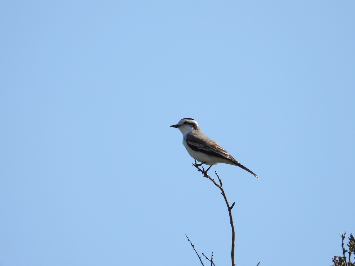 Black-crowned Monjita - ML619543985