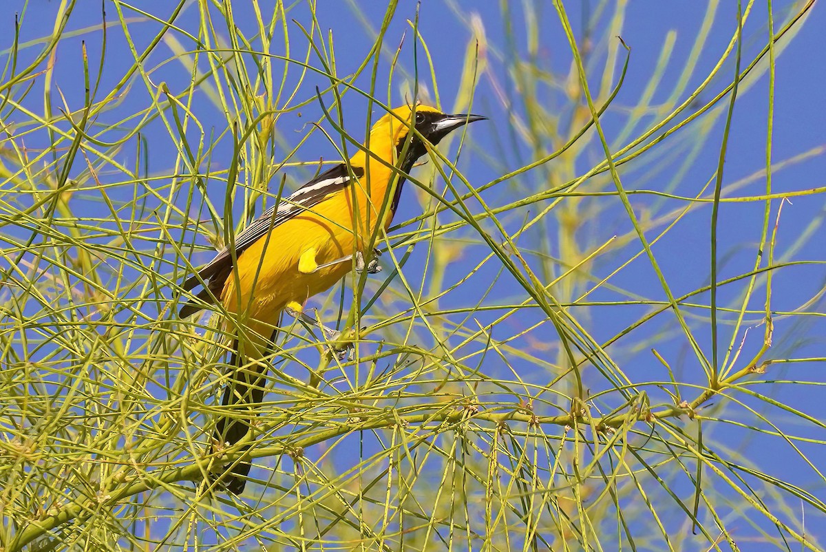 Hooded Oriole - Joanne Kimura