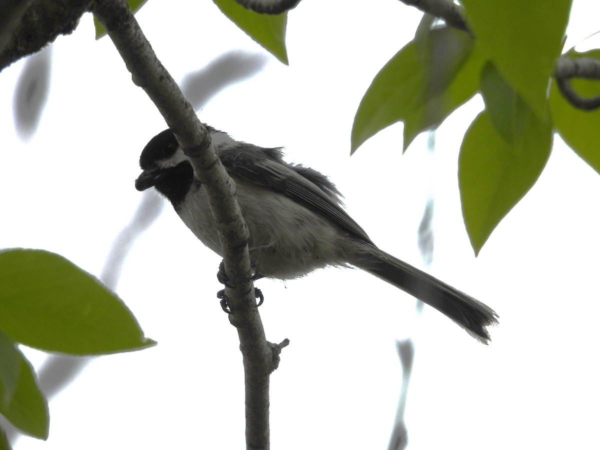 Black-capped Chickadee - Paolo Matteucci