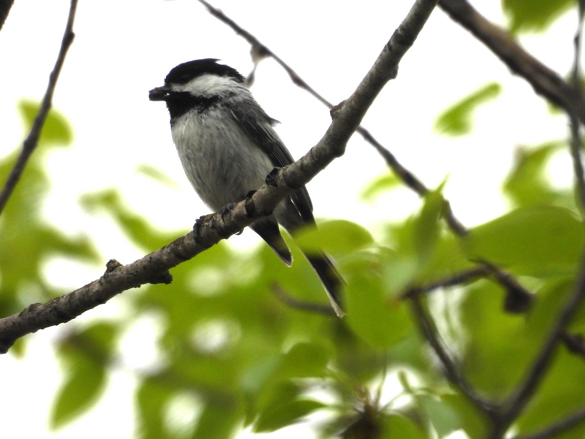 Black-capped Chickadee - Paolo Matteucci