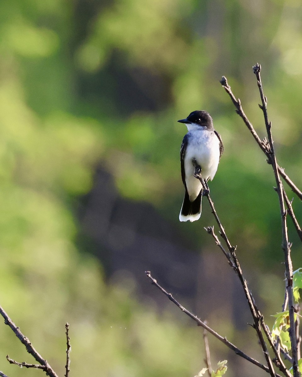 Eastern Kingbird - Jennifer Johnson