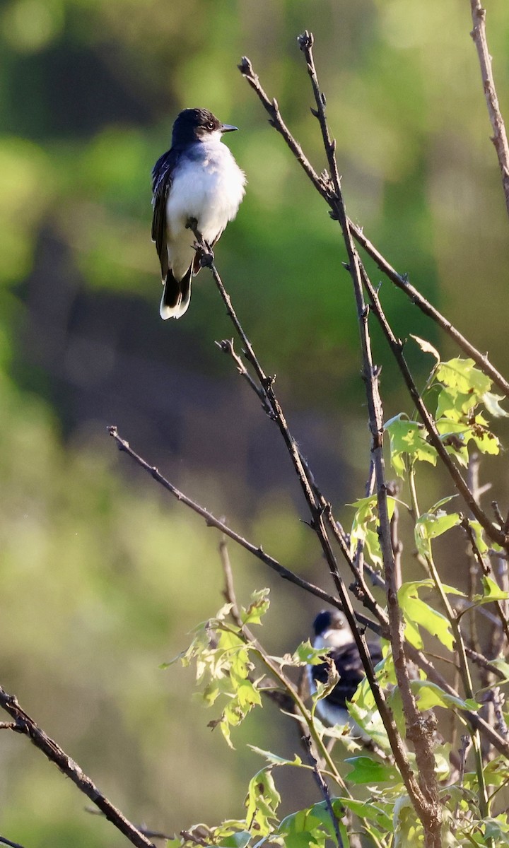 Eastern Kingbird - Jennifer Johnson