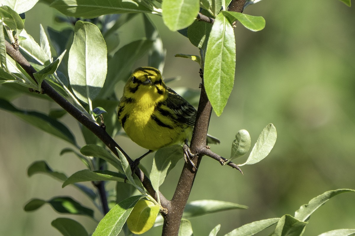 Prairie Warbler - Ben Nieman