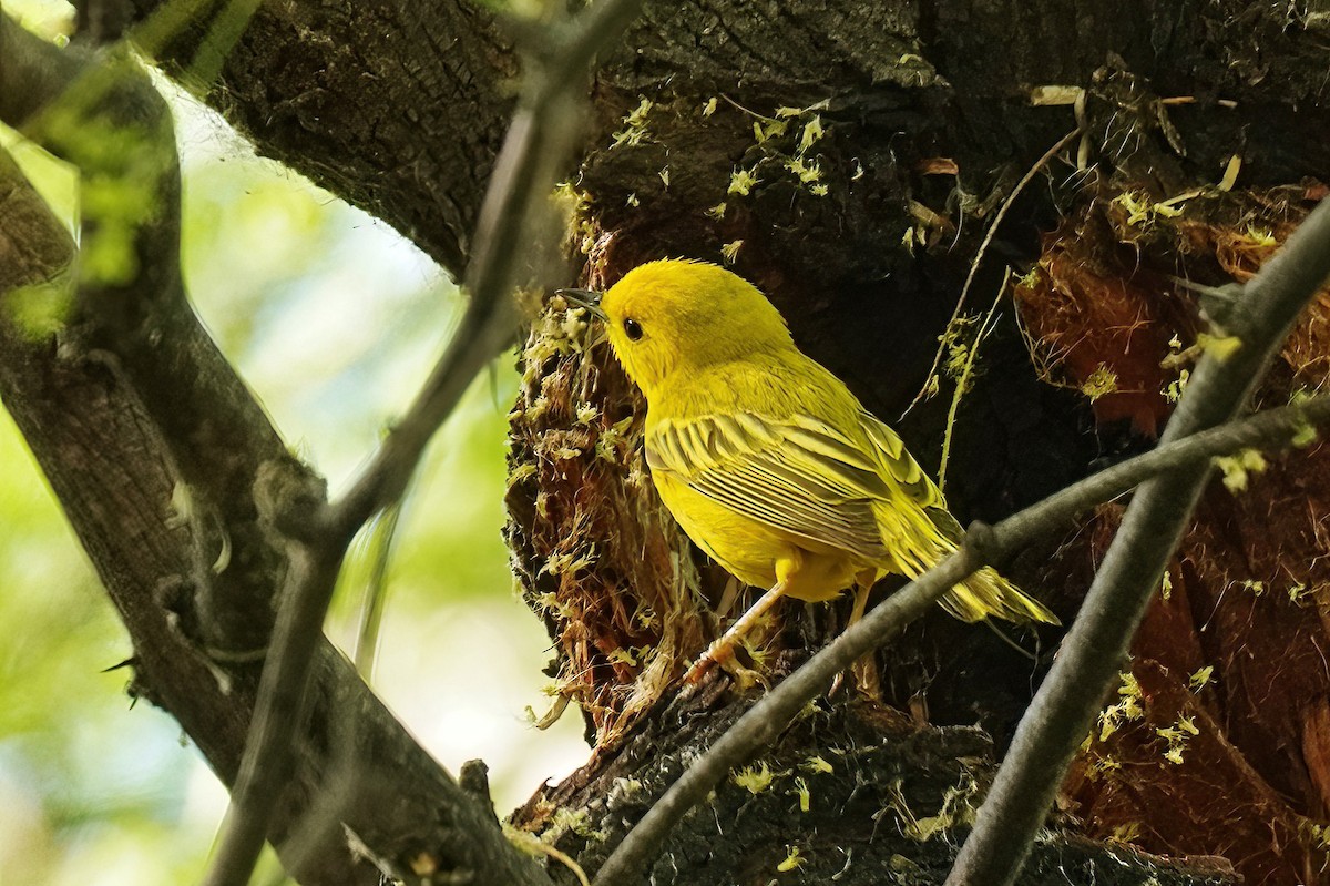 Yellow Warbler - Joanne Kimura