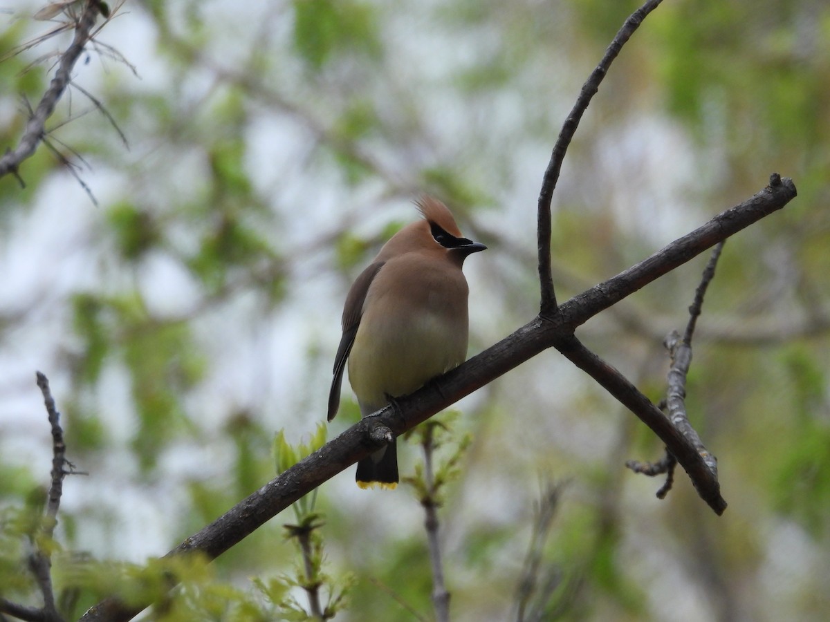 Cedar Waxwing - ML619544008