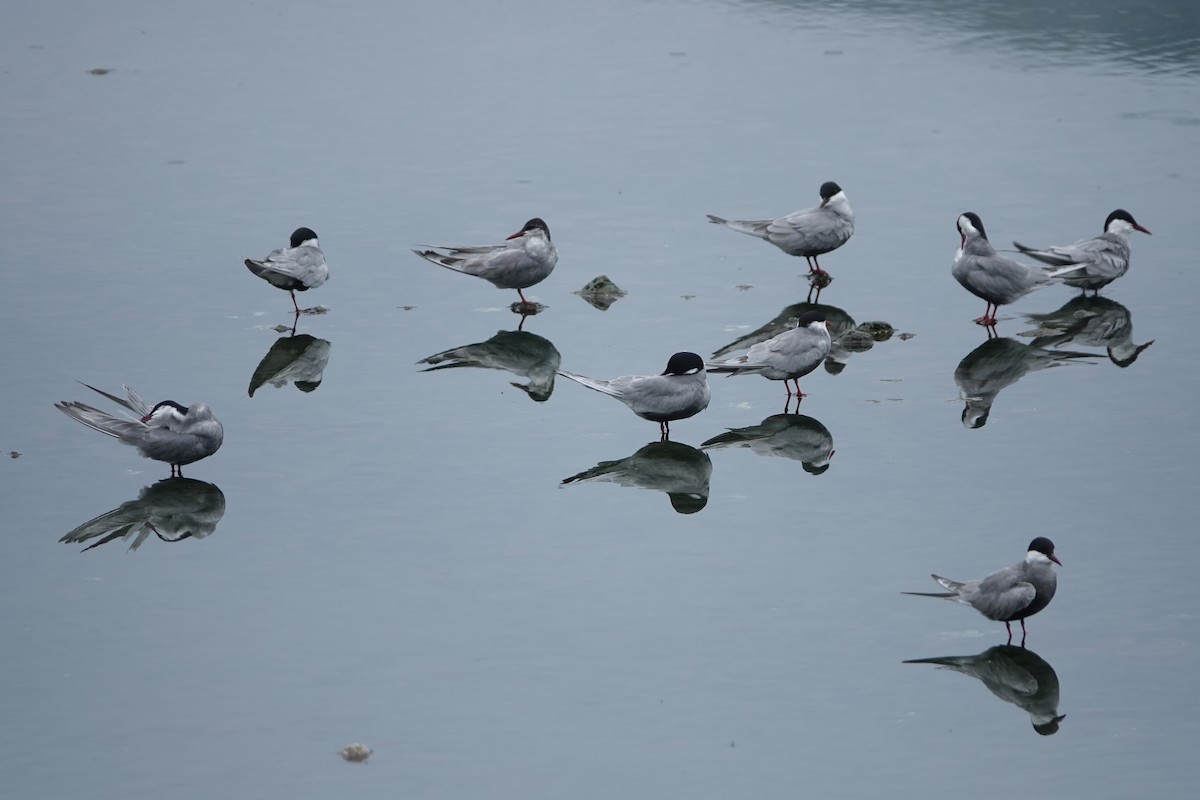 Whiskered Tern - Sheng Wun Jheng