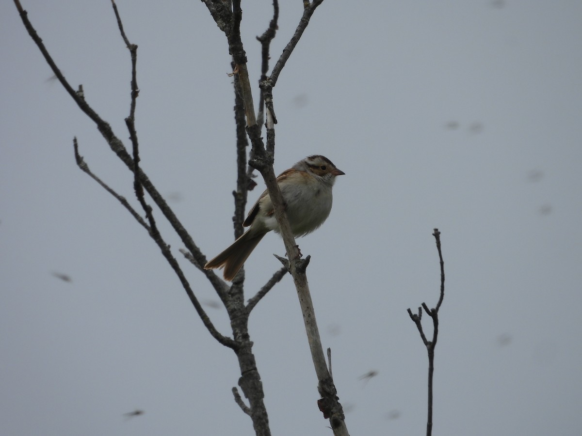 Clay-colored Sparrow - Paolo Matteucci