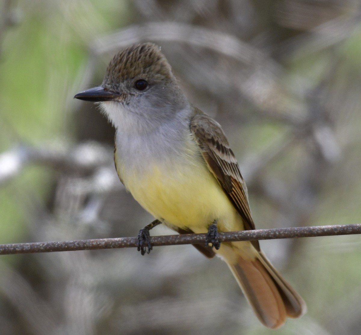 Brown-crested Flycatcher - Harrison Calvin