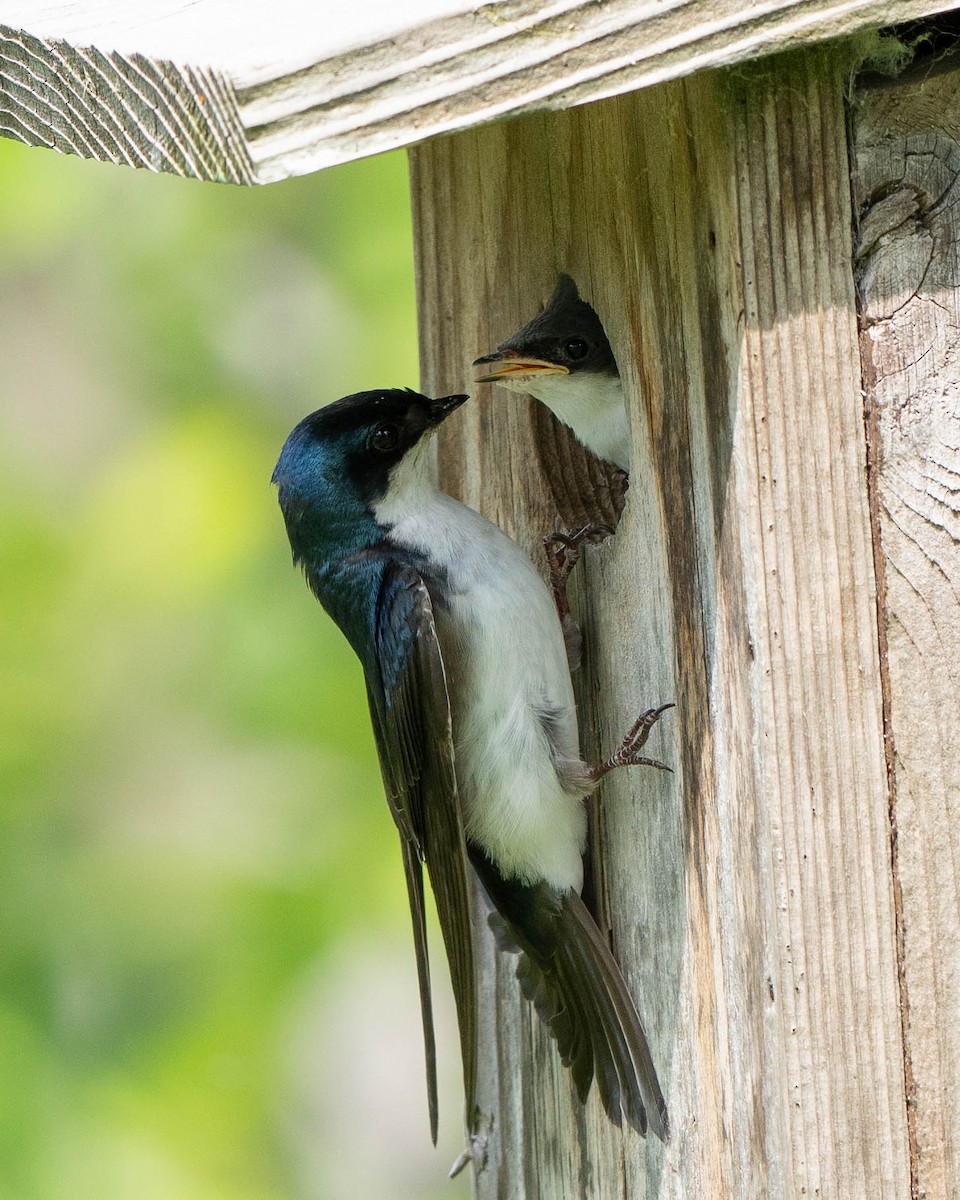 Tree Swallow - Rad Widmer