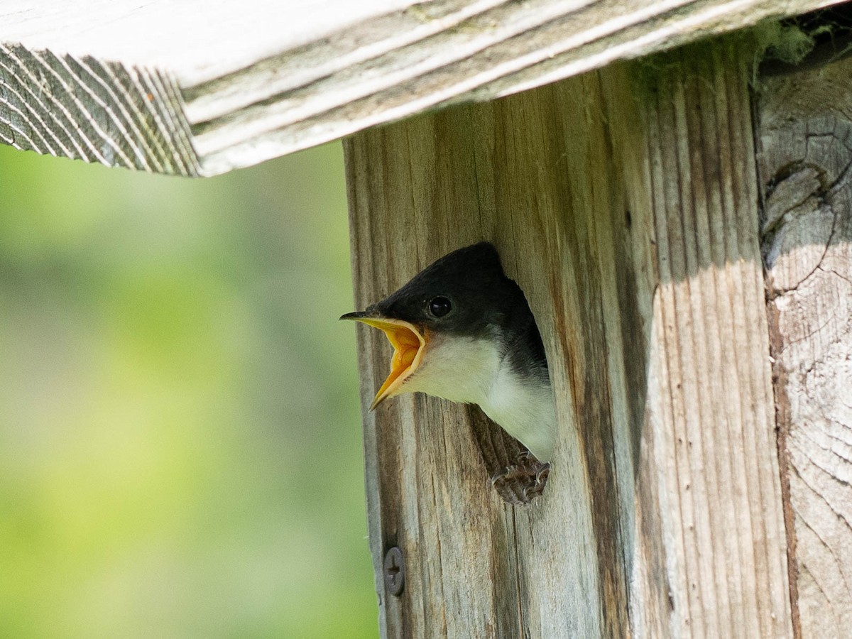 Tree Swallow - Rad Widmer