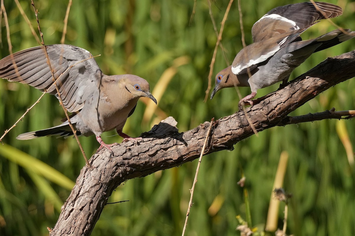 White-winged Dove - Joanne Kimura