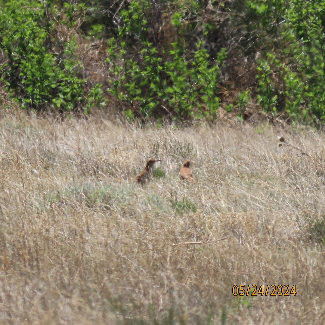 Brown Thrasher - Anonymous