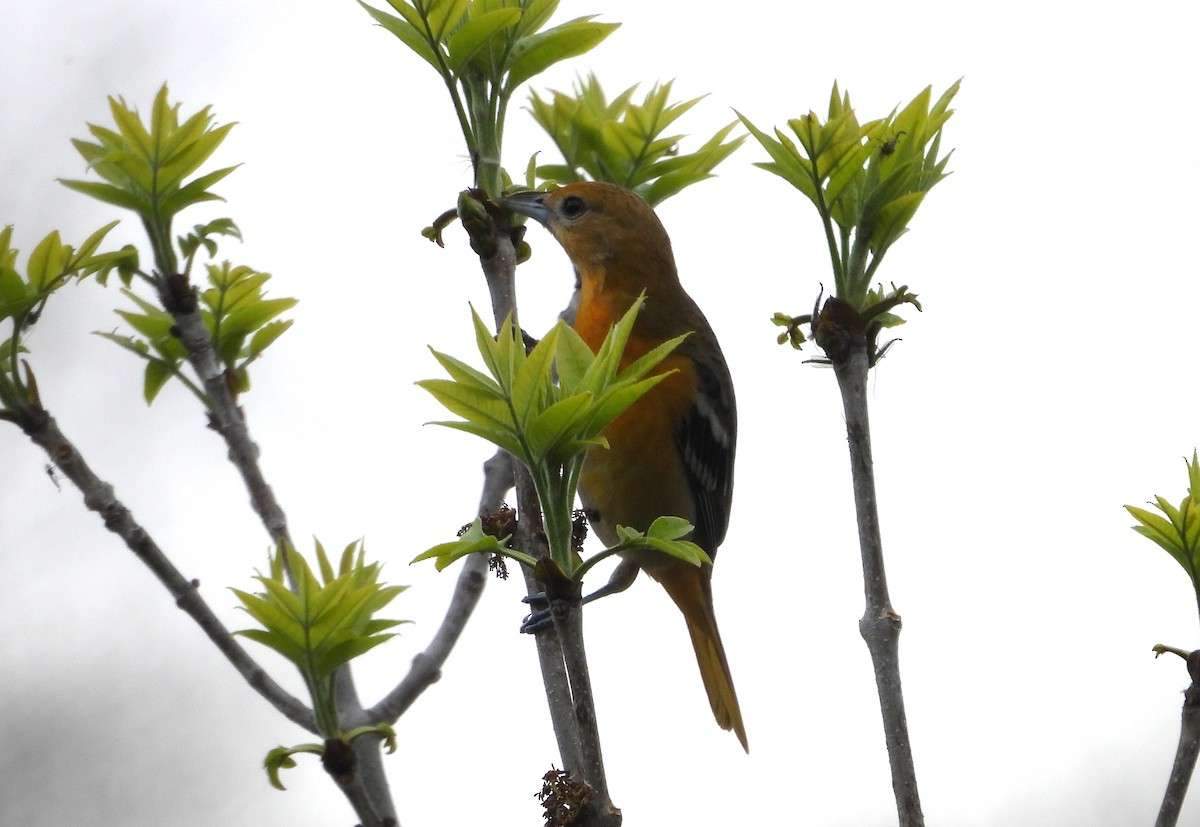 Baltimore Oriole - Paolo Matteucci